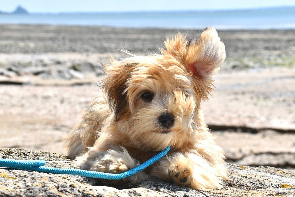 Golden havanese hot sale mix